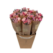 Dried Flowers - Market More - Pink by Wild Lark