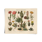 Vintage Botanical Cactus Kakteen Chart 1 Print by Wild Lark