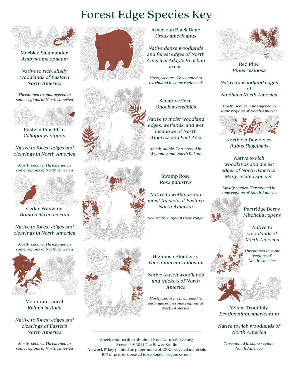 Forest Edge Print by Wild Lark