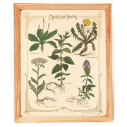 Medicinal Herbs Print by Wild Lark