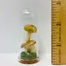 Mushroom Curiosity Jar Real Fungi Curio by Wild Lark