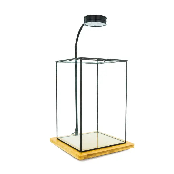 Indoor Plant/Little Forest Glass Vessel Container for Plants New Version with top opening - Container +7W LED by Wild Lark