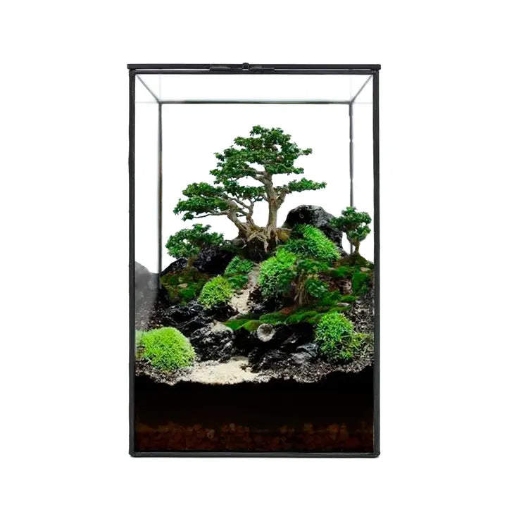 Indoor Plant/Little Forest Glass Vessel Container for Plants New Version - Top Opening - Container Only by Wild Lark