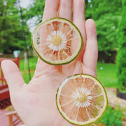 Dried Lime Handmade Resin Earrings, Real Lime Earrings by Wild Lark
