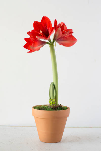 Amaryllis by Wild Lark