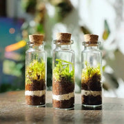 Mini Live Moss Terrarium by Wild Lark