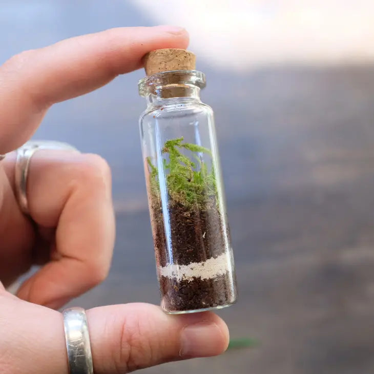 Mini Live Moss Terrarium by Wild Lark