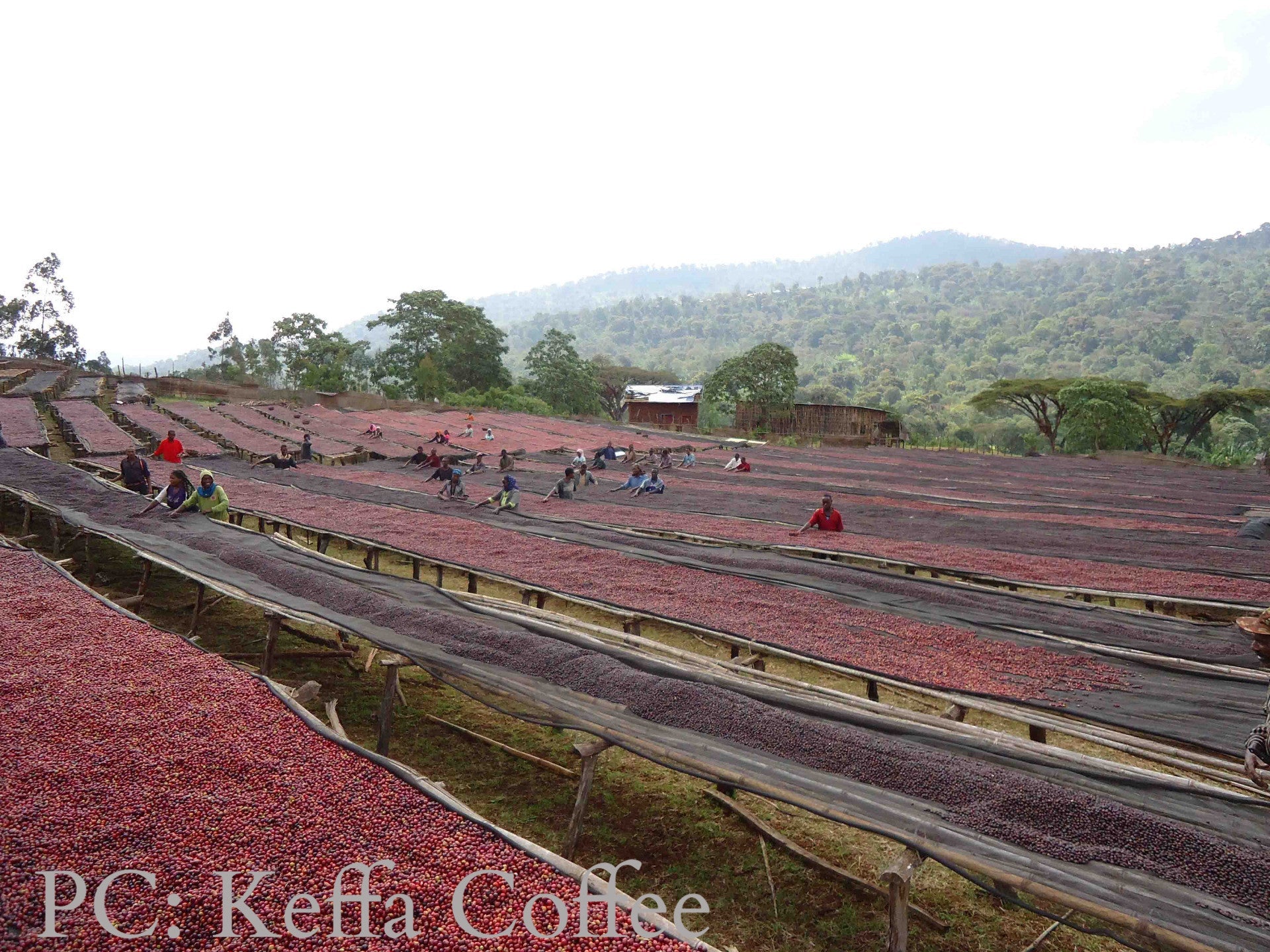 Ethiopia Sidama Ardi Coffee - 12 oz. by Brio Coffeeworks