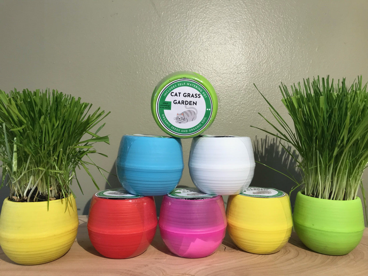Moms Indoor Cat Grass Kit by Pet Food Warehouse