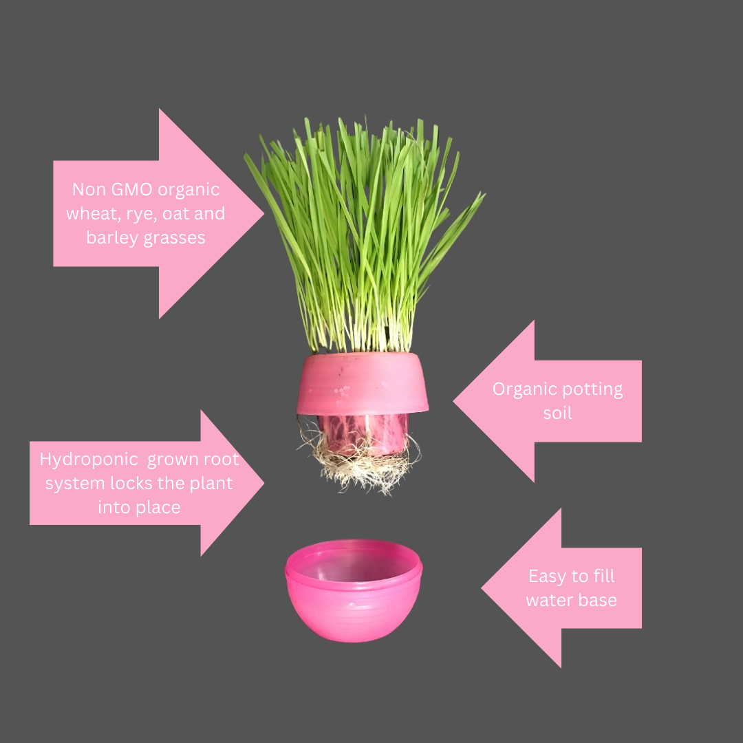 Moms Indoor Cat Grass Kit by Pet Food Warehouse