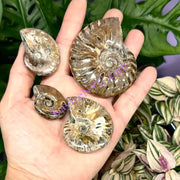 Natural Ammonite Fossil Healing Energy by Wild Lark