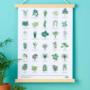 Houseplant Botanical Illustration, A3 Art Print by Wild Lark