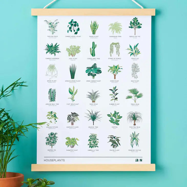 Houseplant Botanical Illustration, A3 Art Print by Wild Lark