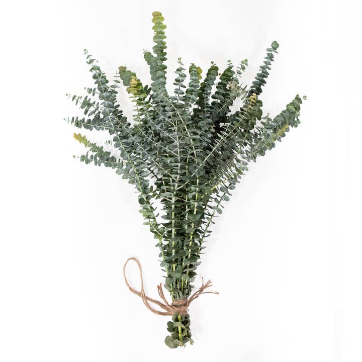 Fresh Baby Blue Eucalyptus 10 Stems Bunch by Wild Lark