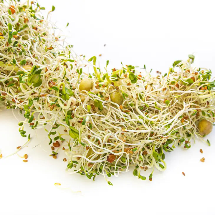 Sprouting Starter Kit by Wild Lark