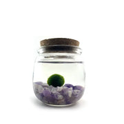 Moss Ball - Medium