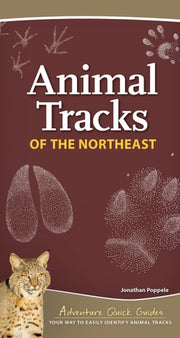 Animal Tracks of the Northeast: Your Way to Easily