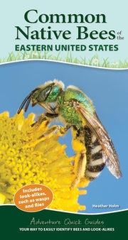 Common Native Bees of the Eastern United States Yo