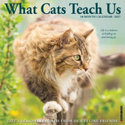 What Cats Teach Us 2027 12 X 12 Wall Calendar