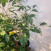 Ficus Benjamina
