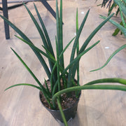 Snake plant Sansevieria bacularis Pfennig ex A.Butler & Jankalski