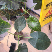 Elephant ear alocasia Xanthosoma sagittifolium (L.) Schott