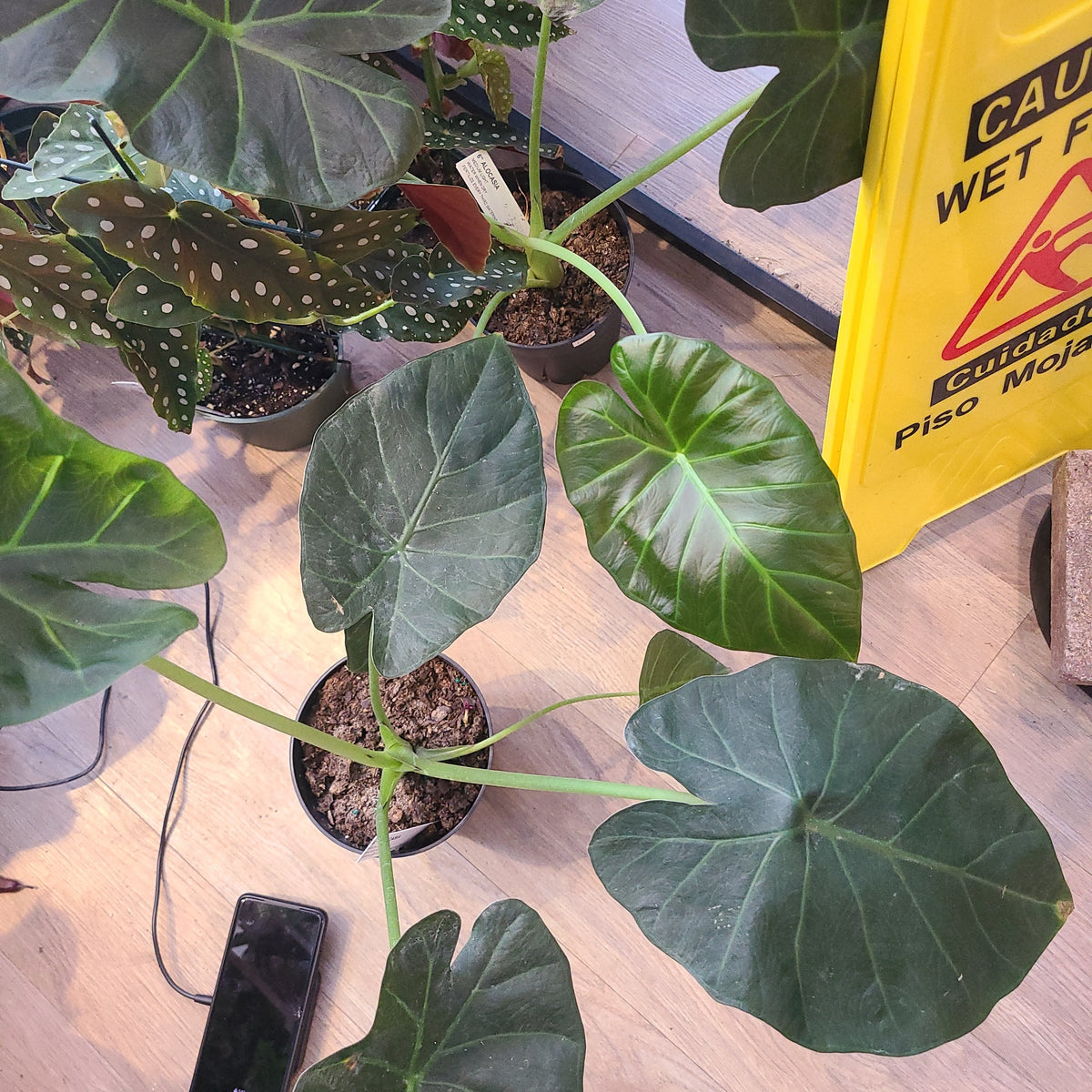 Elephant ear alocasia Xanthosoma sagittifolium (L.) Schott