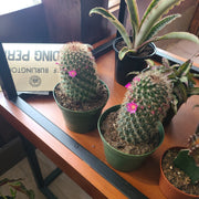 Cactus