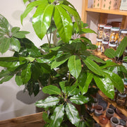 Schefflera Amate