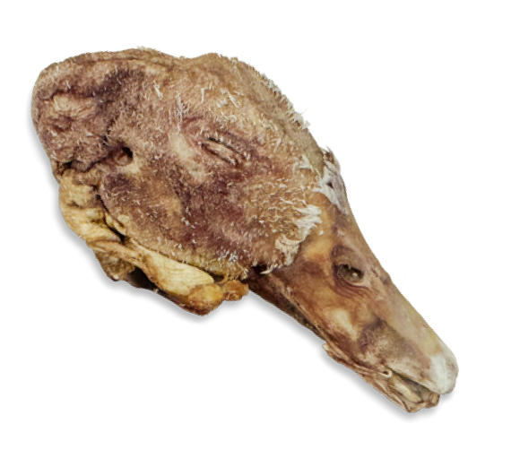 Momentum Carnivore Nutrition Duck Head Chew by Pet Food Warehouse