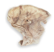 Momentum Carnivore Nutrition Pig Ear (Hairy) Chew by Pet Food Warehouse