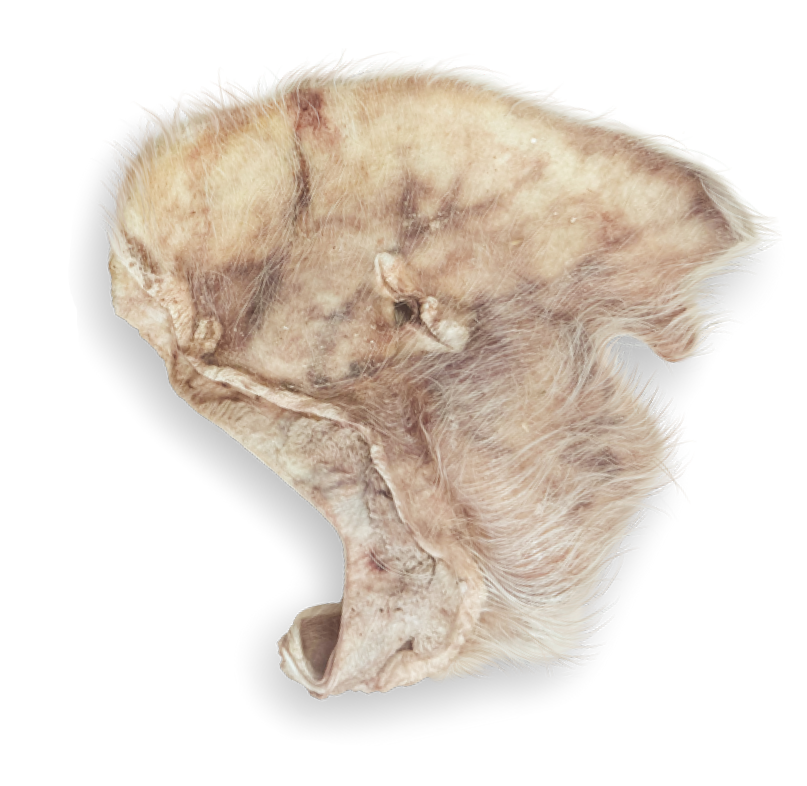 Momentum Carnivore Nutrition Pig Ear (Hairy) Chew by Pet Food Warehouse