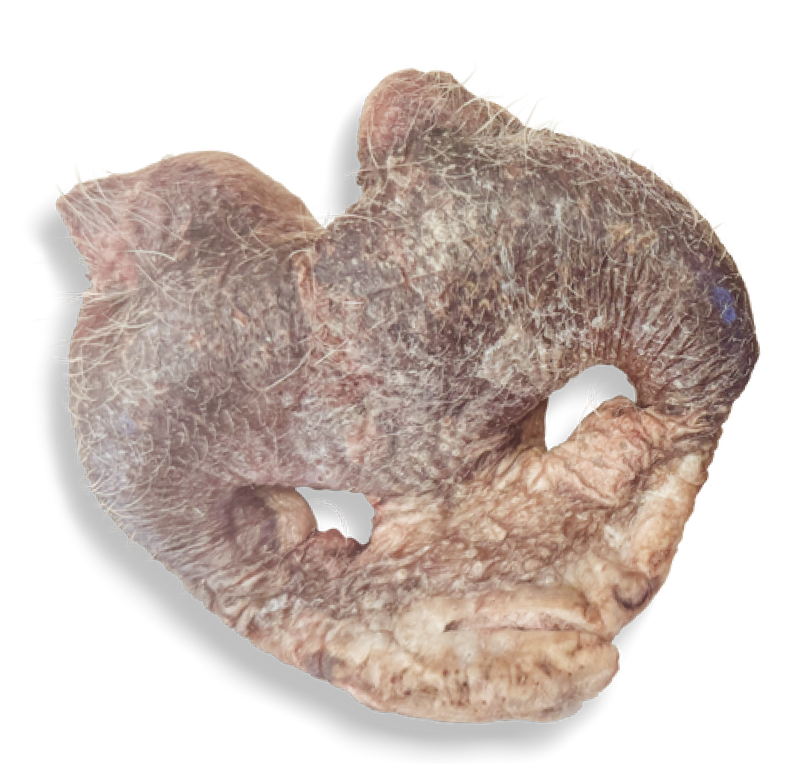 Momentum Carnivore Nutrition Pig Snout Chew by Pet Food Warehouse