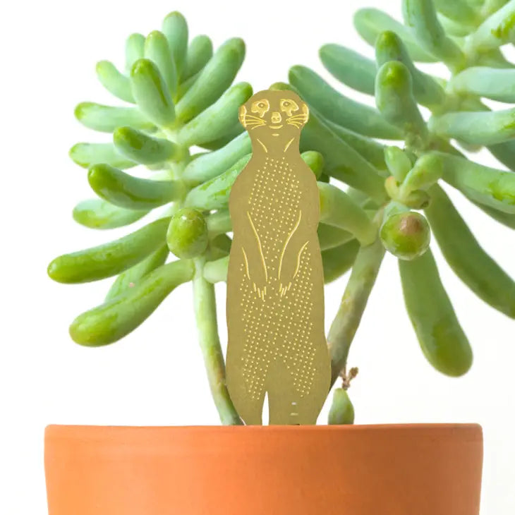 Plant Animal