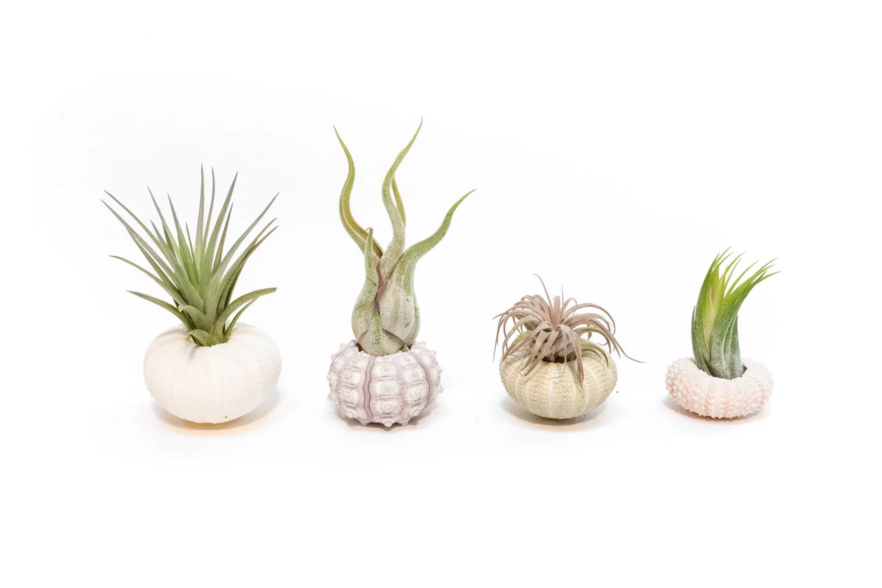 Urchin Shell Variety with Ionantha Air Plant