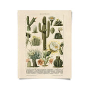 Vintage Botanical Cactus Kakteen 2 Print