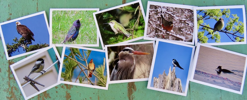 Greeting Cards, 10 Vermont greeting cards in each set - Birds by Sweet Basil Cards
