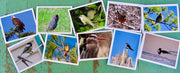 Greeting Cards, 10 Vermont greeting cards in each set - Birds by Sweet Basil Cards