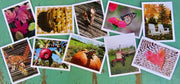 Greeting Cards, 10 Vermont greeting cards in each set - Autumn by Sweet Basil Cards