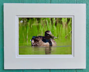 Matted Photos - Mallard duck by Sweet Basil Cards