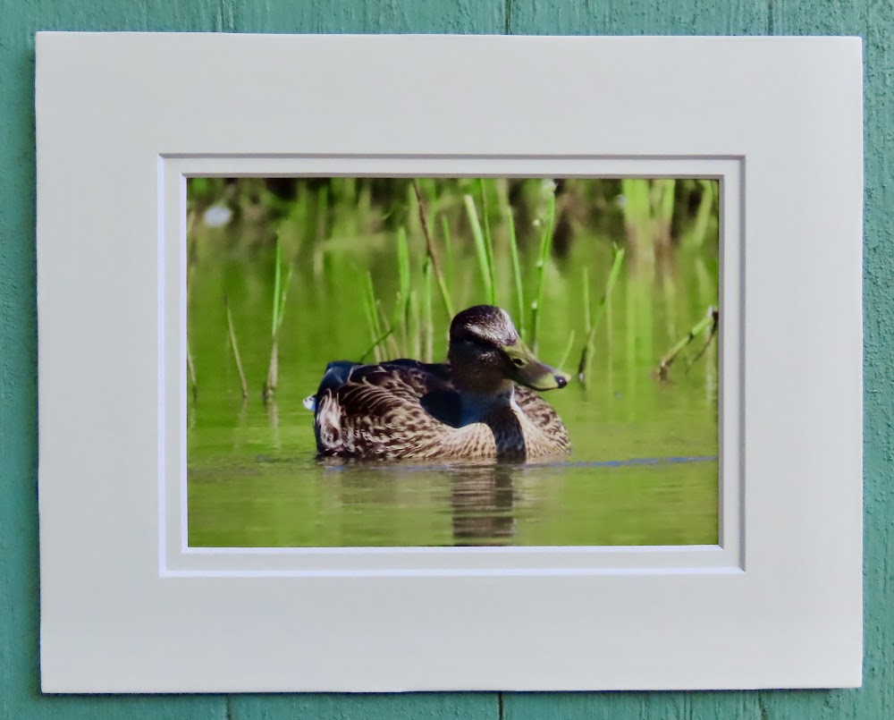 Matted Photos - Mallard duck by Sweet Basil Cards