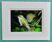 Matted Photos - Hummingbird by Sweet Basil Cards