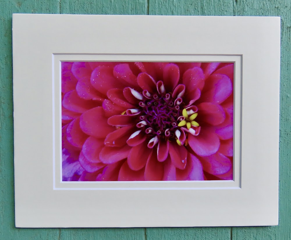 Matted Photos - Zinnia by Sweet Basil Cards