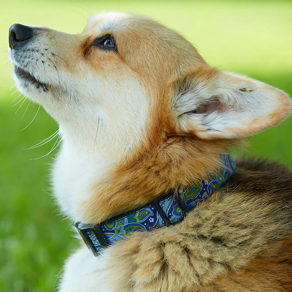 Chimney Point - Dog Collar by Beau Ties of Vermont