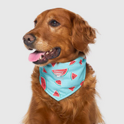 Canada Pooch Cooling Bandana Watermelon Small by Pet Food Warehouse