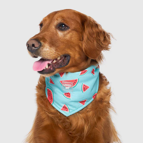 Canada Pooch Cooling Bandana Watermelon Small by Pet Food Warehouse