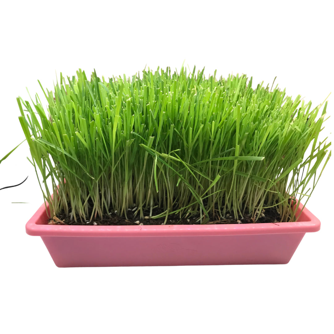 Moms Indoor Cat Grass 10x10 by Pet Food Warehouse