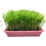 Moms Indoor Cat Grass 10x10 by Pet Food Warehouse