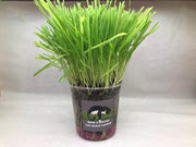 Moms Indoor Cat Grass Kit Medium by Pet Food Warehouse