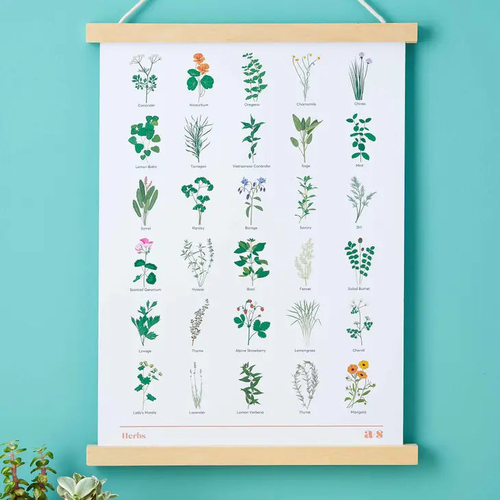 Herb Botanical Illustration, A3 Art Print by Wild Lark